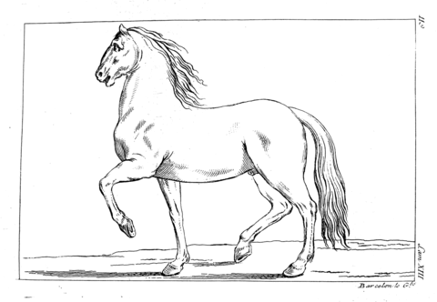 Representation Of Horse Coloring Page